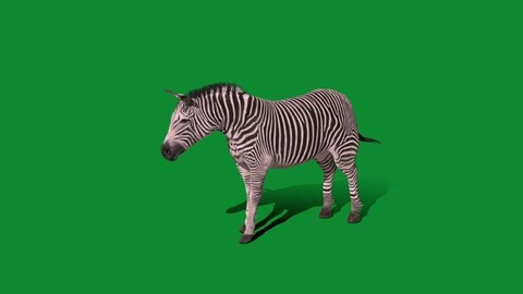 Imperial Zebra