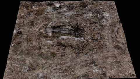 forest ground cutted trees area photogrammetry