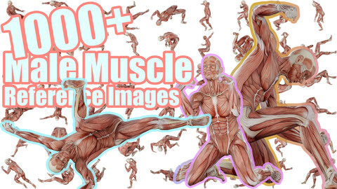 1000+ Male Muscle Reference Images