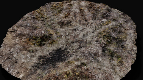 forest ground biome grass types area photogrammetry