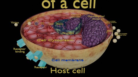 Virus infection cycle in host cell