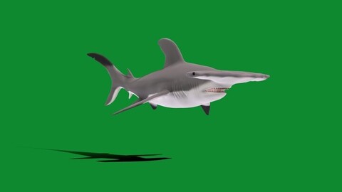 Hammerhead Shark