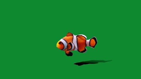 Clownfish