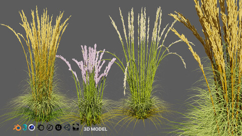 Karl Foerster Feather Reed Grass 3D Model