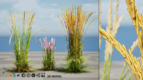 Karl Foerster Feather Reed Grass 3D Model