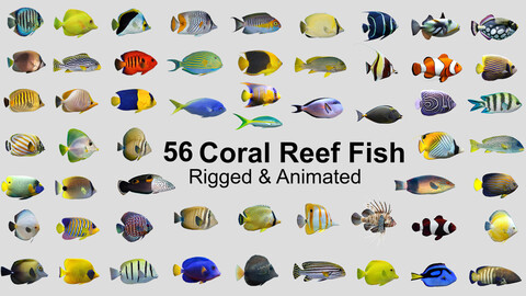 Coral Reef Fish Collection Animated