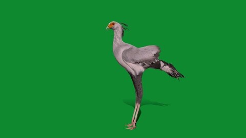 Secretary Bird