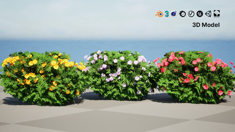 Cameo Flowering Quince Bush 3D Model