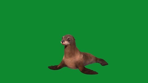 Sea Lion