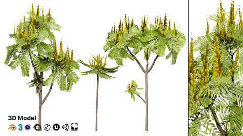 Brazilian Firetree 3D Model