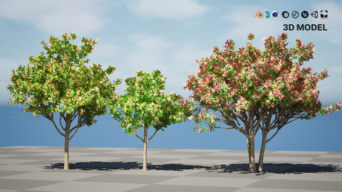 Loquat Tree 3D Model