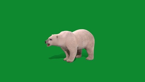 Polar Bear