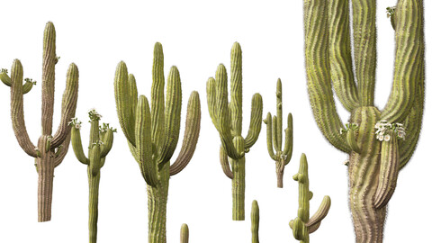 Carnegiea gigantea - Giant Saguaro