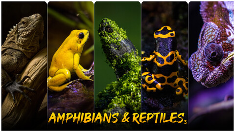 Amphibians & Reptiles vol.3- Photo Referecne Pack For Artists 452 JPEGs noAI