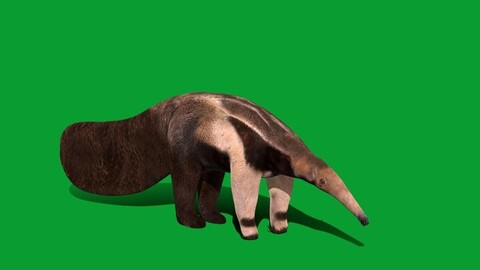 Giant Anteater