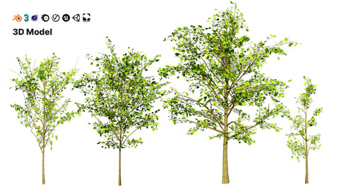 Lowpoly Katsura Tree