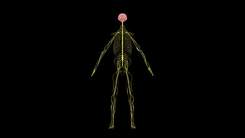 Nervous system 3D Model - Realistic Human Nervous system Anatomy 3ds Max