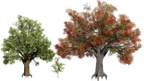 Quercus Tree Pack