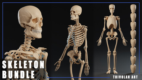 3D Anatomy Skeleton + Simplified Base for Artists