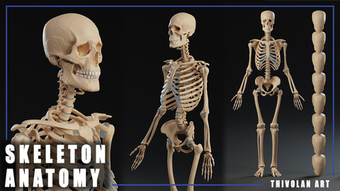 3D Anatomy Skeleton for Artists