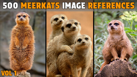 500 Meerkat Photo Reference - Vol 1