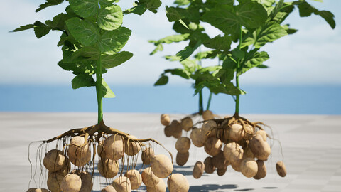 Potato Plant 3D Model