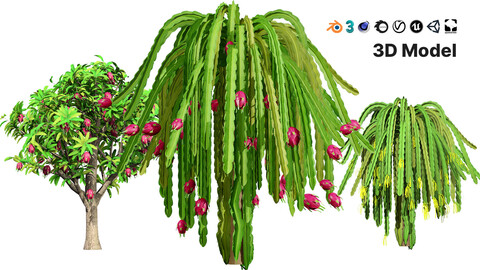 Dragon Fruit Plant 3D Model