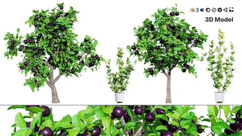 Passion Fruit Tree 3D