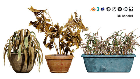 Dead Plant 3D Collection