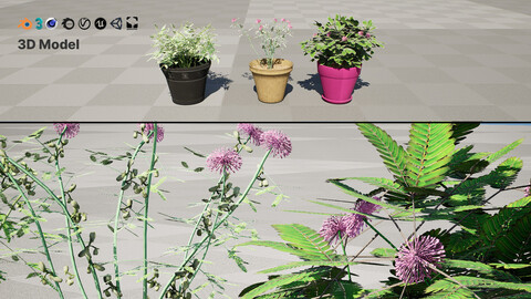 Mimosa Potted Plant 3D Model