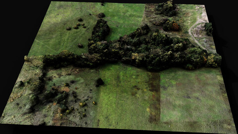 forest ground trees field area2 aerial dronescan