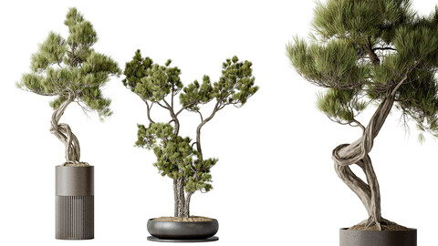 AV Indoor plants set 135 Bonsai Pinus Pentaphylla Thunbergii