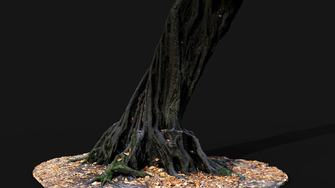 tree trunk sculpted roots photogrammetry