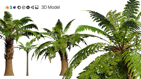 Tree Fern 3D Model