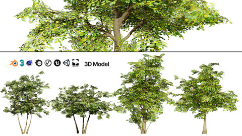 Maple Tree 3D Model