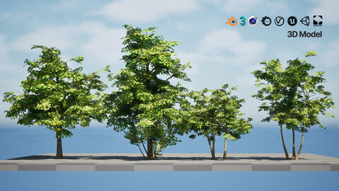 Maple Tree 3D Model