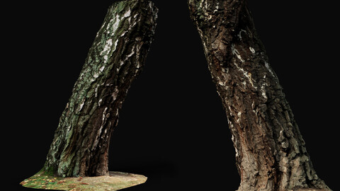 birch old tree trunk high-detail photogrammetry