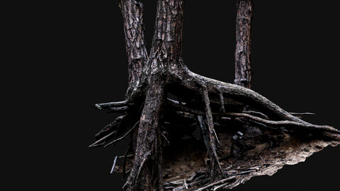 trees pine dense roots set photogrammetry