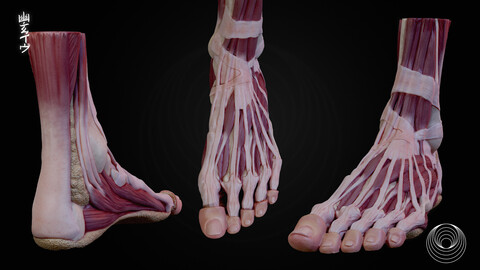 Academic Series Female Foot Anatomy