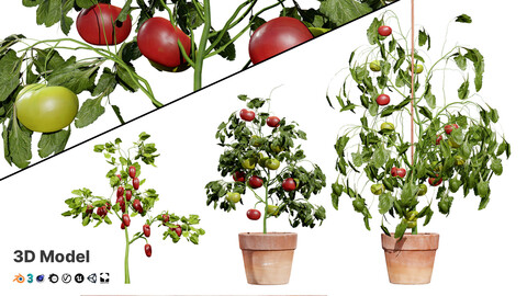 Tomato Plant 3D Model