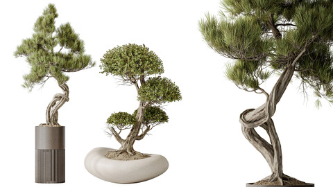 AV Indoor plants set 139 Bonsai Pinus Pentaphylla Thunbergi and Ficus Retusa Microcarpa Bonsai Ginseng