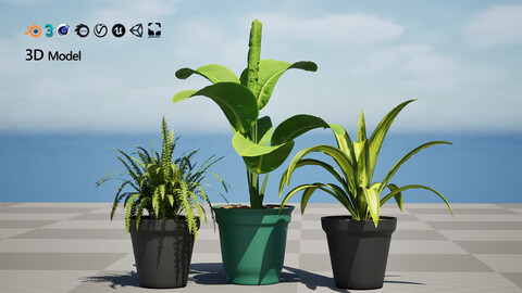 Indoor Potted Plants 3D Model