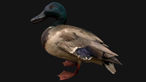 Mallard Duck Bird