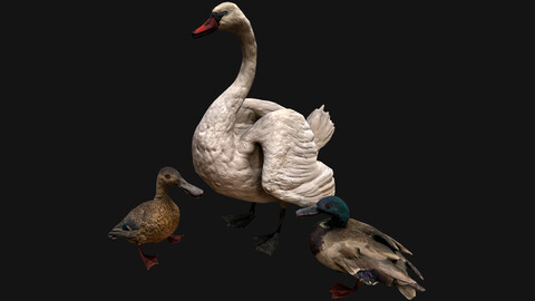 Swan and Ducks Birds Pack