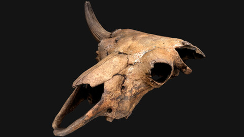 Bull Cow Skull