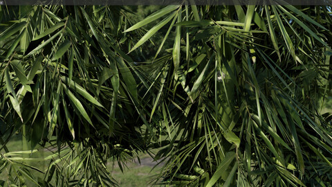 Bamboo Tree Pack - Low Poly Game-Ready Asset