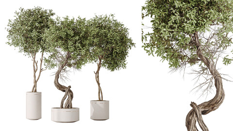 AV Indoor plants set 145 Olive Artificial Olivo Olea Tree