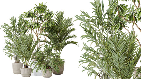 AV Indoor plants set 150 Lutescens Areca Palm and Ficus Cyathistipula and Paradise Kentia Everlasting