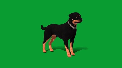 Rottweiler Dog