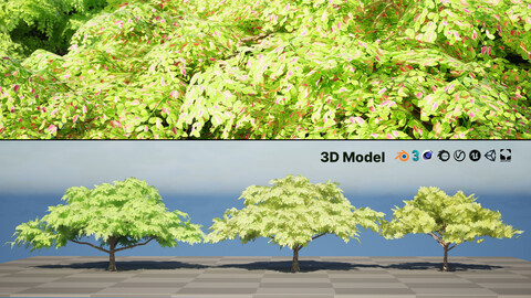 Rain Tree 3D Model